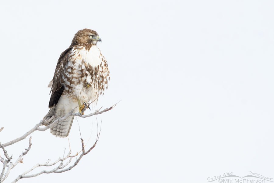 High key perched immature Red-tailed Hawk, Farmington Bay WMA, Davis County, Utah