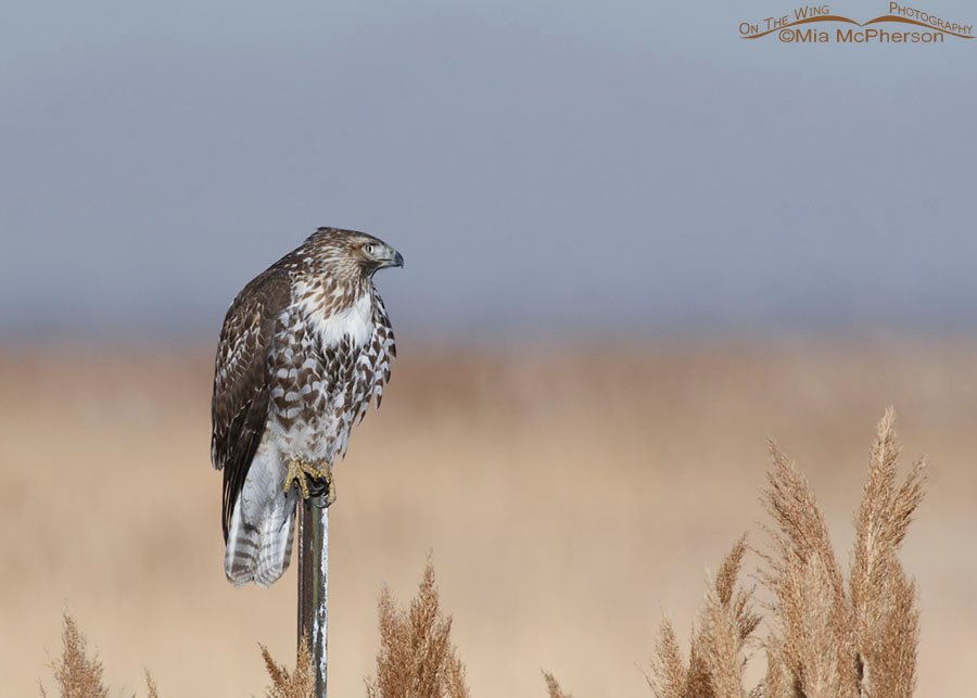 Immature Red-tailed Hawk looking alert, Farmington Bay WMA, Davis County, Utah
