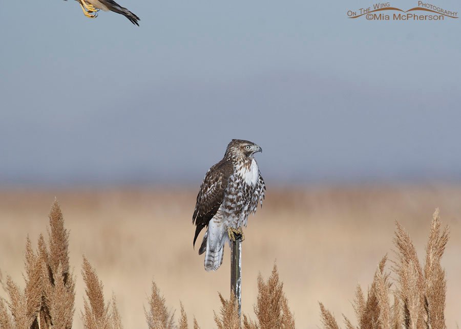 Immature Red-tailed Hawk after being harassed by a Northern Harrier, Farmington Bay WMA, Davis County, Utah