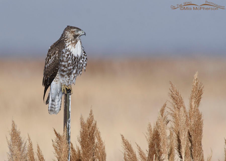 Immature Red-tailed Hawk after a Northern Harrier flew over, Farmington Bay WMA, Davis County, Utah