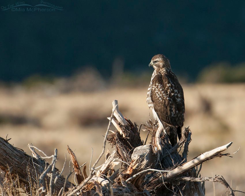 Immature Red-tailed Hawk looking at the rising sun, Stansbury Mountains, West Desert, Tooele County, Utah