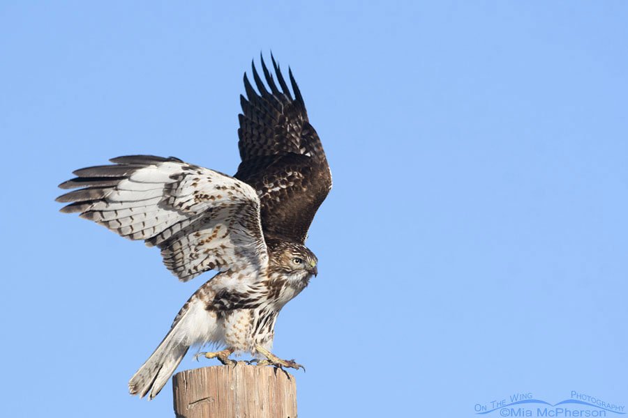 First winter Red-tailed Hawk lifting off from a pole, Farmington Bay WMA, Davis County, Utah