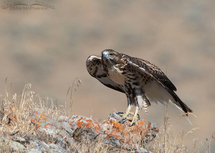 Red-tailed Hawk juvenile getting ready to lift off, Box Elder County, Utah