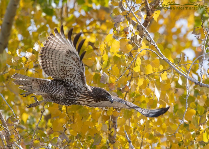 Autumn immature Red-tailed Hawk, Davis County, Utah