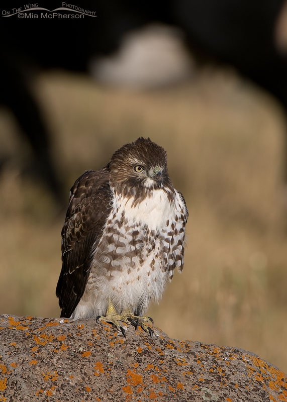 Juvenile Red-tailed Hawk surrounded by cows, Centennial Valley, Beaverhead County, Montana