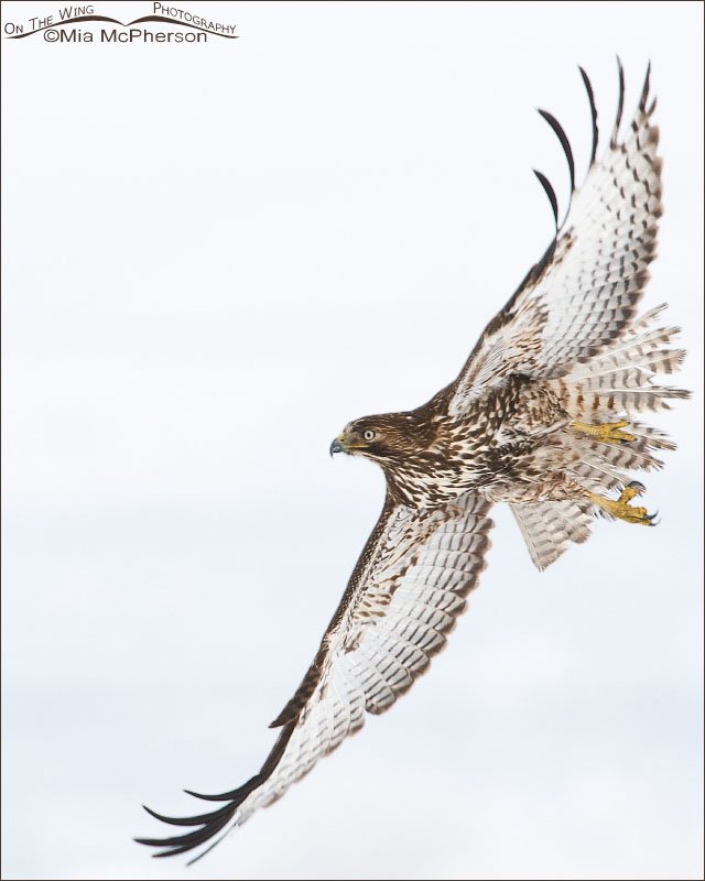 High key Red-tailed Hawk juvenile, Farmington Bay WMA, Davis County, Utah