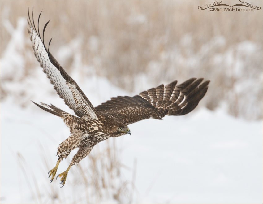 Red-tailed Hawk juvenile in low light conditions, Farmington Bay WMA, Davis County, Utah