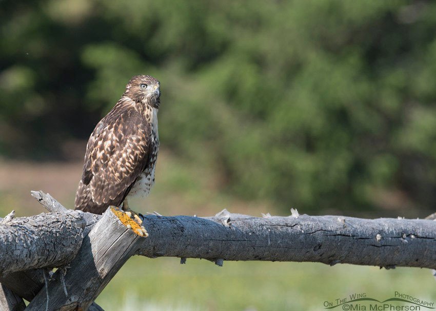 Juvenile Red-tailed Hawk on a gnarly fence, Centennial Valley, Beaverhead County, Montana
