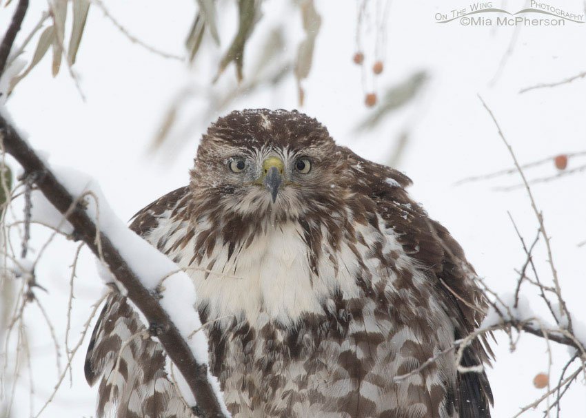 First year Red-tailed Hawk close up, Farmington Bay WMA, Davis County, Utah
