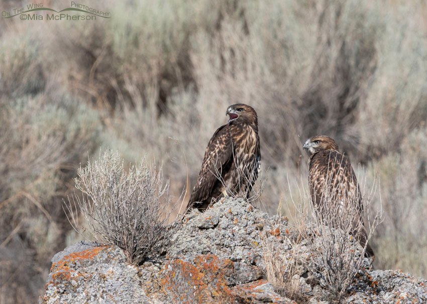 Red-tailed Hawk siblings on a lichen covered rock, Box Elder County, Utah