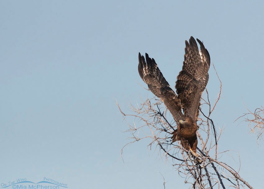 Sub-adult Red-tailed Hawk lift off, Bear River Migratory Bird Refuge, Box Elder County, Utah