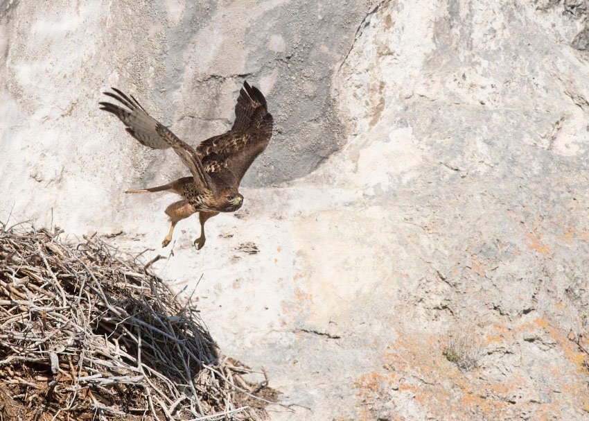 Red-tailed Hawk lifting off from a nest, Box Elder County, Utah