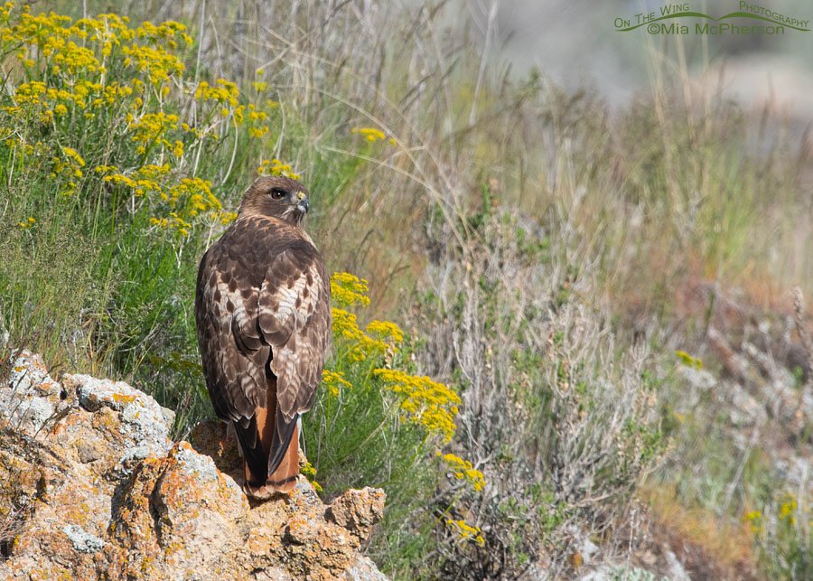 Male Red-tailed Hawk with yellow wildflowers, Box Elder County, Utah