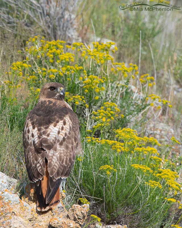 Yellow wildflowers and a male Red-tailed Hawk, Box Elder County, Utah