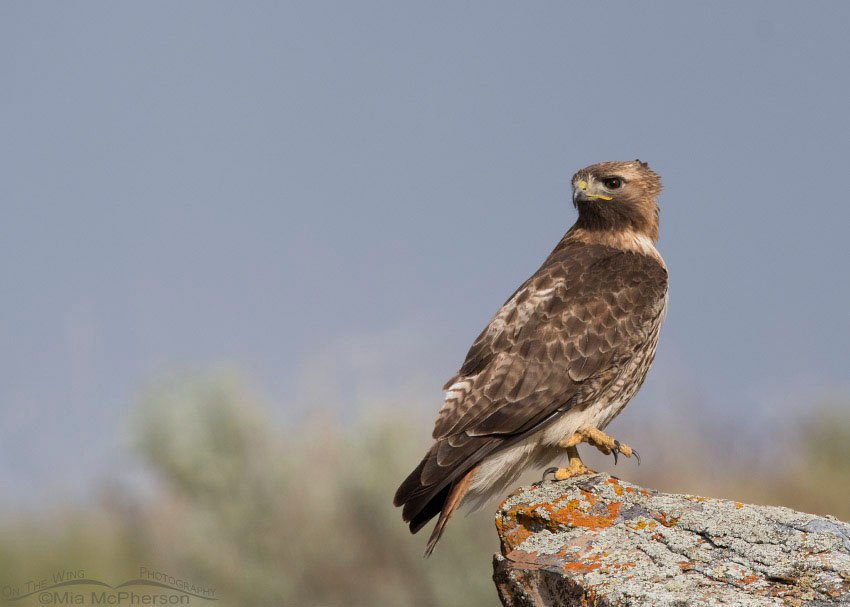 Male Red-tailed Hawk on a lichen covered perch on a windy day, Box Elder County, Utah