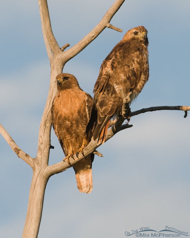 Pair of Red-tailed Hawks looking out over the Centennial Valley, Beaverhead County, Montana