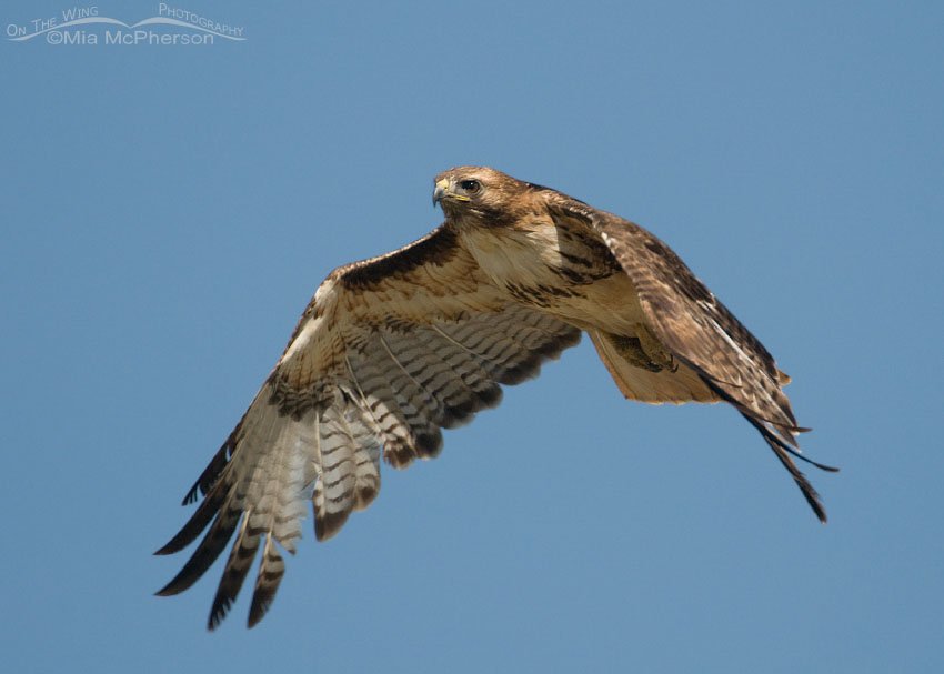 Raggedy adult Red-tailed Hawk, Centennial Valley, Beaverhead County, Montana