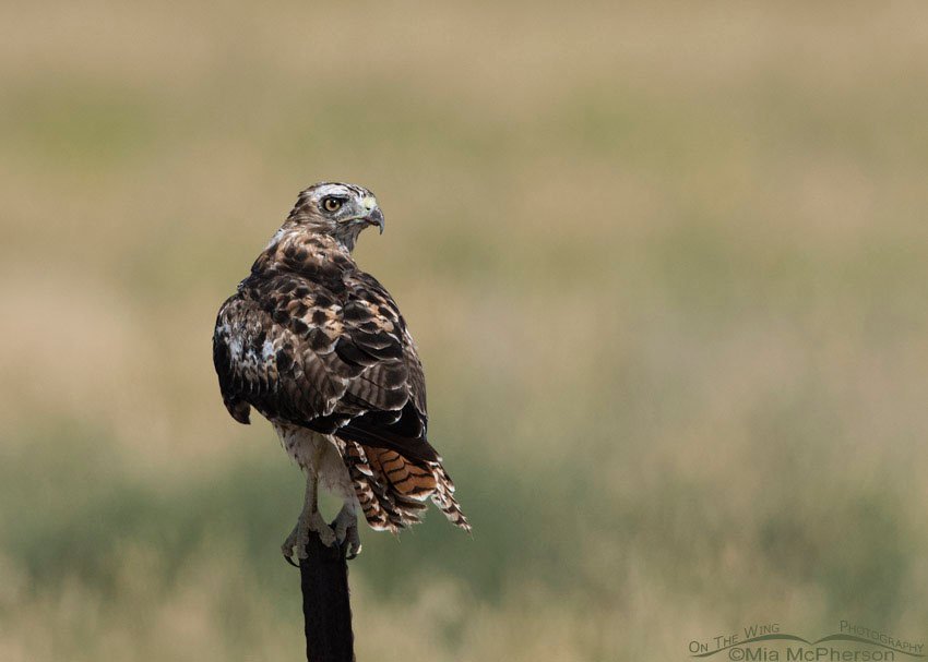 Molting, ratty looking Red-tailed Hawk, Box Elder County, Utah