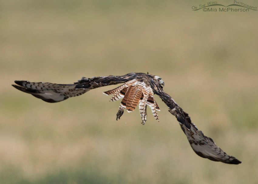 Flight image of molting one year old Red-tailed Hawk, Box Elder County, Utah