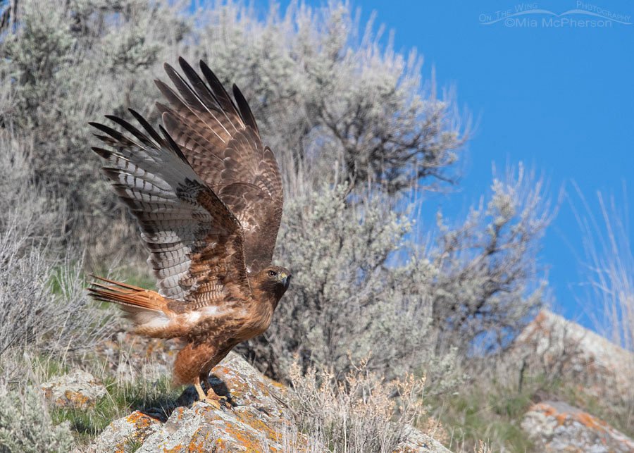 Rufous Red-tailed Hawk female at the moment of lift off, Box Elder County, Utah