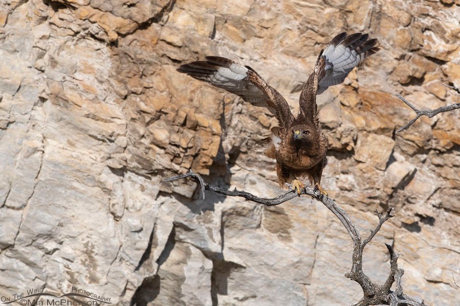 Rufous Red-tailed Hawk lifting off from a branch, Box Elder County, Utah