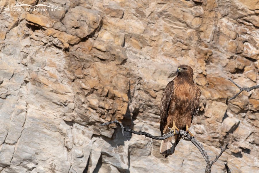 Female Red-tailed Hawk in front of a cliff, Box Elder County, Utah