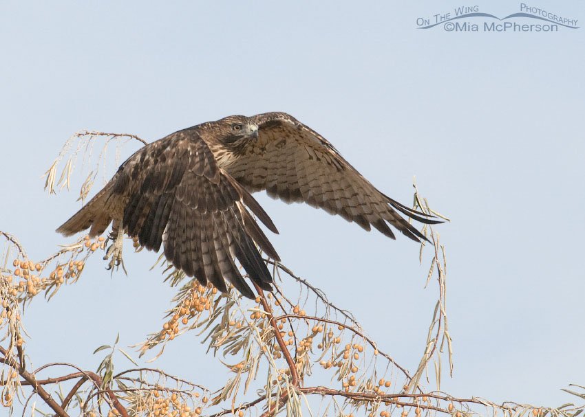 Red-tailed Hawk clearing the upper branches, Farmington Bay WMA, Davis County, Utah