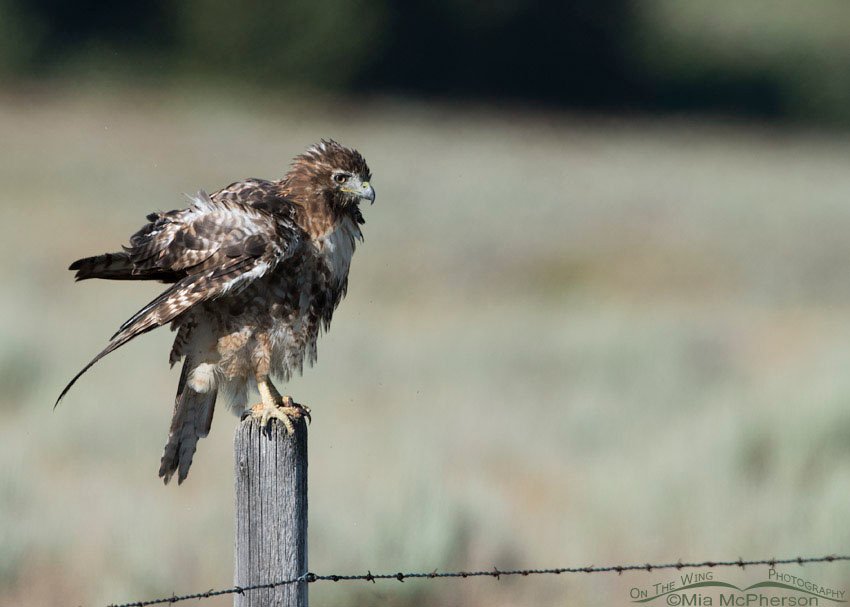 Sub-adult Red-tailed Hawk rousing, Centennial Valley, Beaverhead County, Montana