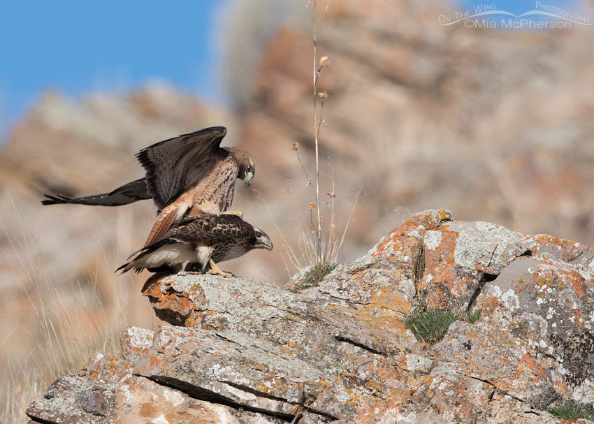 Male Red-tailed Hawk mounting the female, Box Elder County, Utah