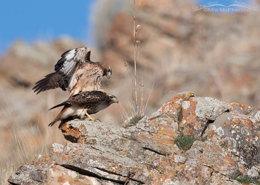 Mating Red-tailed Hawks in Box Elder County, Utah