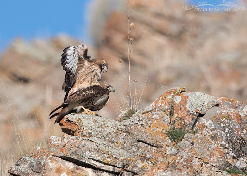 Male Red-tailed Hawk calling while mating, Box Elder County, Utah