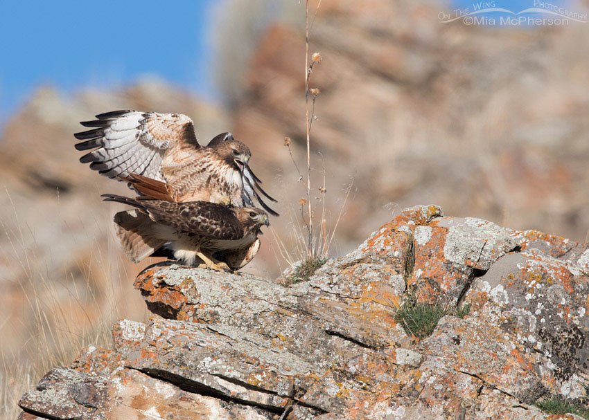 Red-tailed Hawks copulating, Box Elder County, Utah