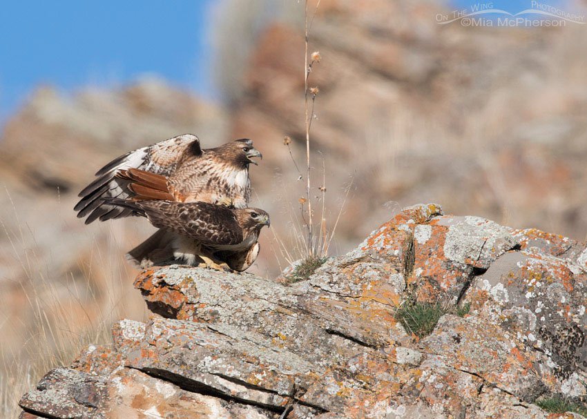 Pair of Red-tailed Hawks mating on lichen covered rocks, Box Elder County, Utah