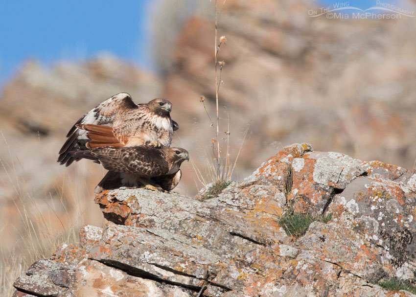 Red-tailed Hawk pair on the rocks, Box Elder County, Utah