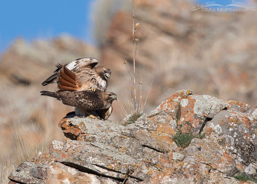 Red-tailed Hawk mating behavior, Box Elder County, Utah