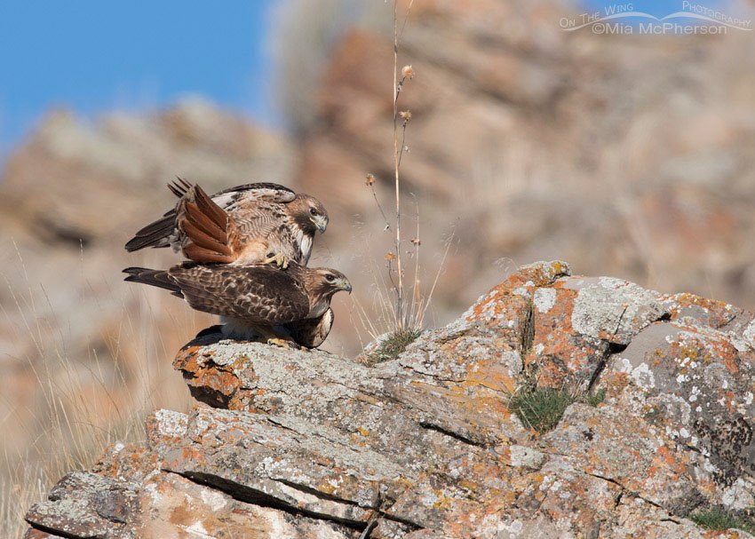 Red-tailed Hawks on the rocks, Box Elder County, Utah