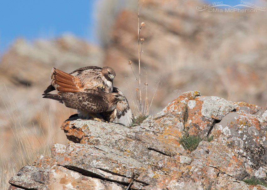 Red-tailed Hawk male beginning to dismount, Box Elder County, Utah