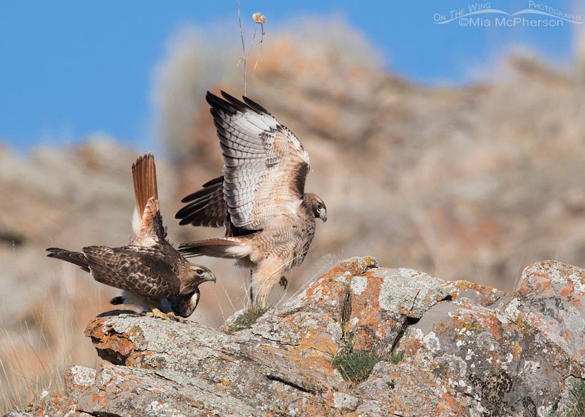 Red-tailed Hawks after mating, Box Elder County, Utah