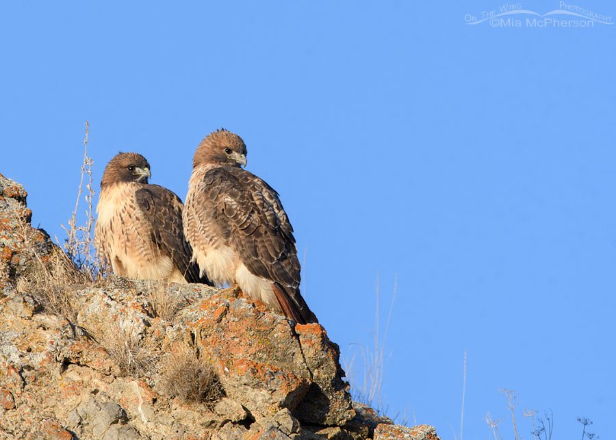 Pair of Red-tailed Hawks side by side on a rocky ledge, Box Elder County, Utah