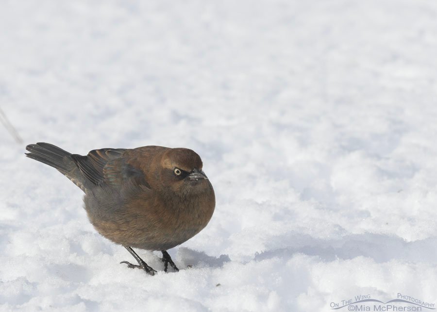Rusty Blackbird foraging in deep snow, Sebastian County, Arkansas