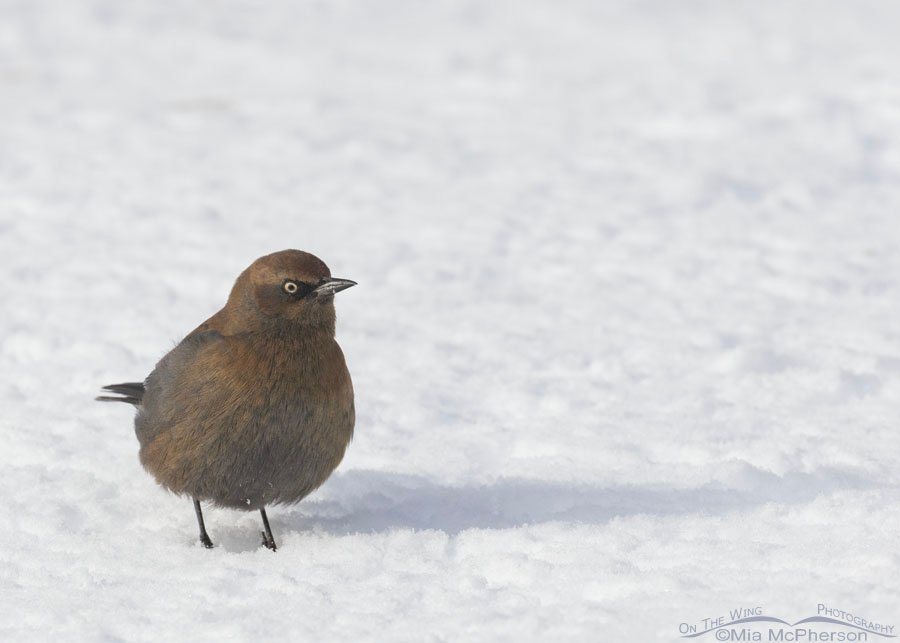 Rusty Blackbird on a snowy day in Arkansas, Sebastian County