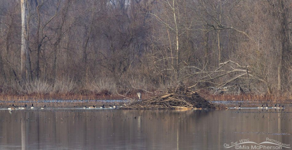 Beaver lodge, Canada Geese, and a Great Blue Heron at Sequoyah NWR