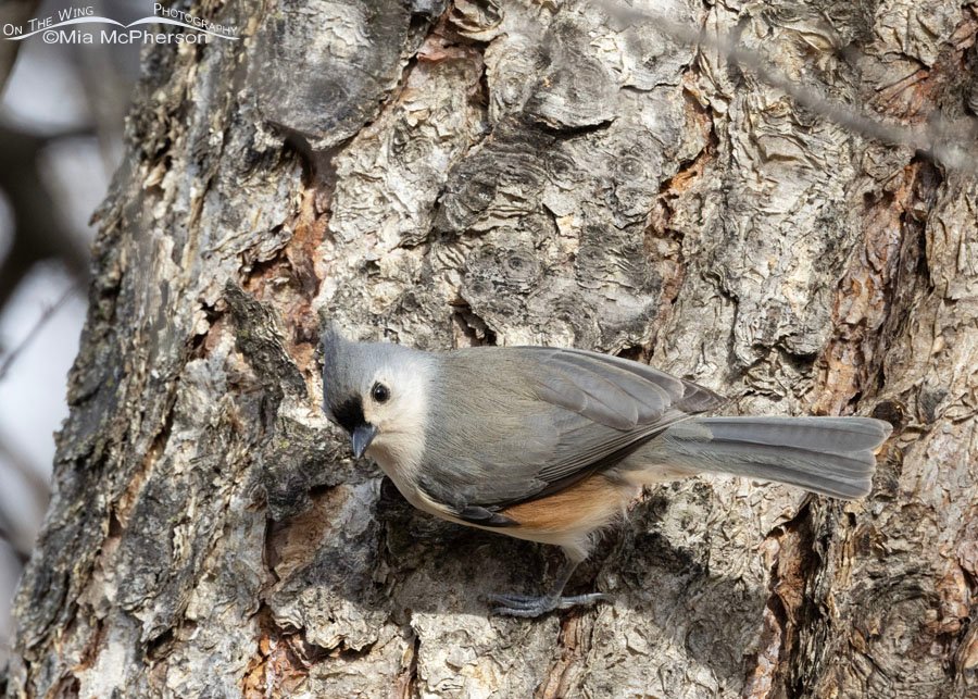 Adult Tufted Titmouse on a River Birch tree trunk, Sequoyah County, Oklahoma