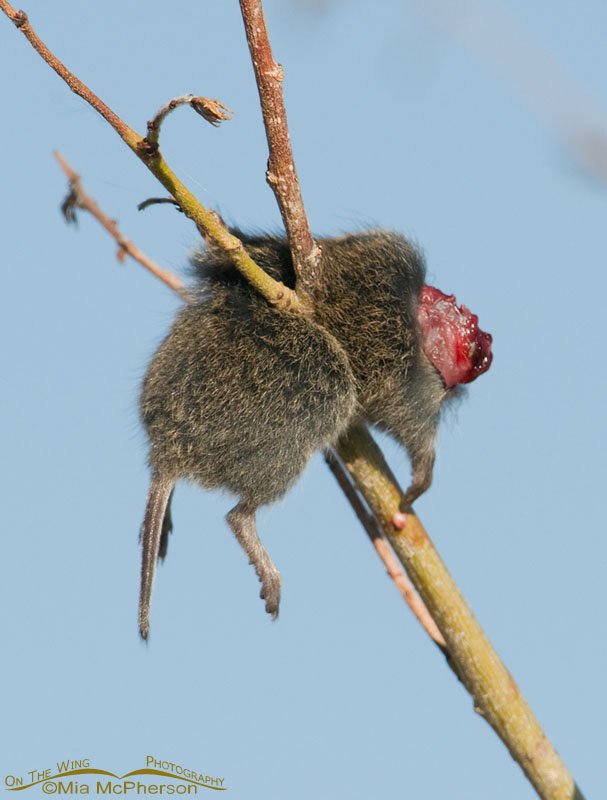 This is a Vole. This is a Vole after a native predator kills it for nourishment.