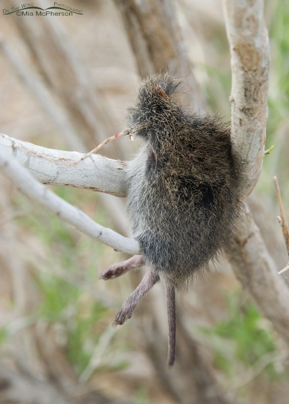 The Loggerhead Shrike's impaled prey, Antelope Island State Park, Davis County, Utah
