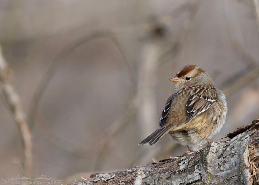 Immature White-crowned Sparrow at Sequoyah NWR, Sequoyah National Wildlife Refuge, Oklahoma