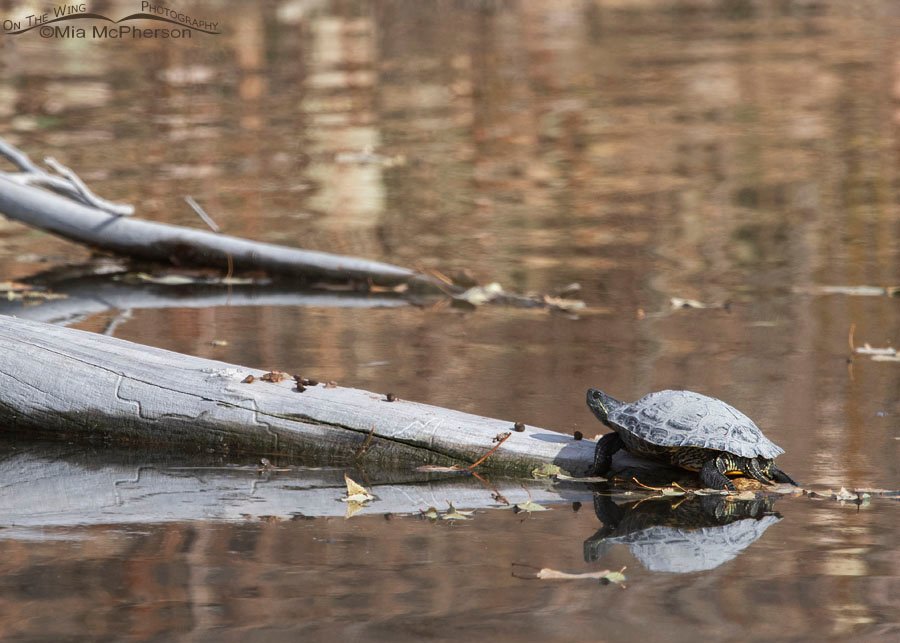 Autumn Red-eared Slider turtle on a log, Salt Lake County, Utah