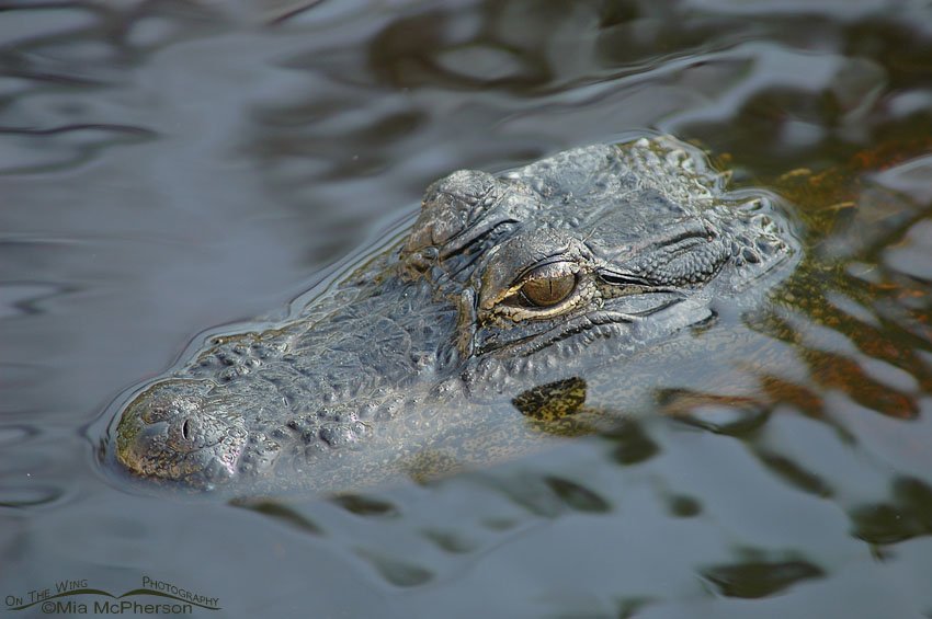 Alligator at J. N. “Ding” Darling National Wildlife Refuge, Lee County, Florida