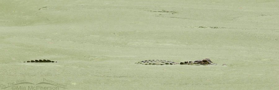 Alligator in duckweed, John Chesnut Sr. Park, Pinellas County, Florida