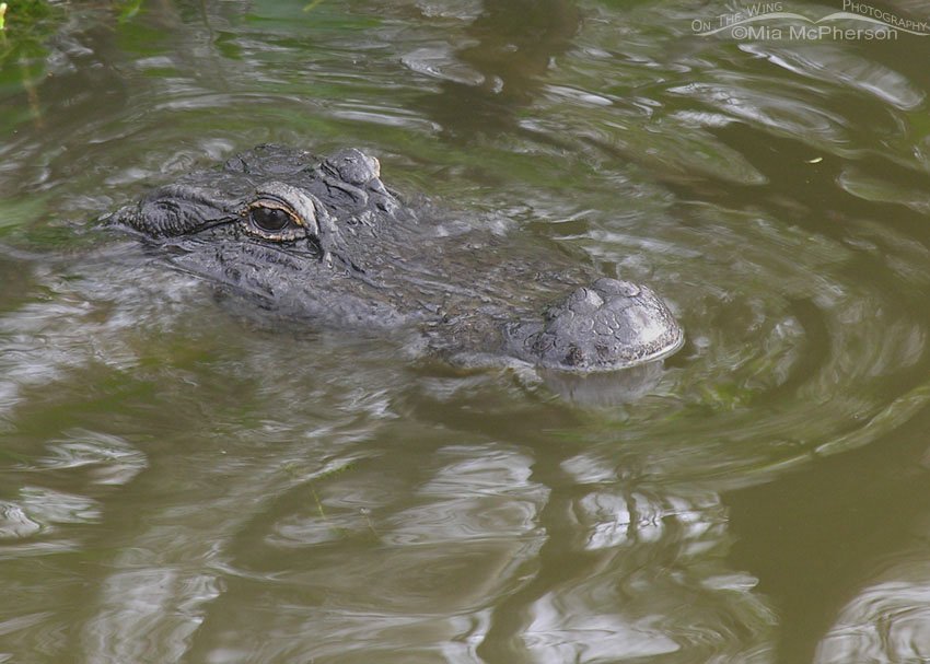 American Alligator near the boardwalk, Sawgrass Lake Park, Pinellas County, Florida